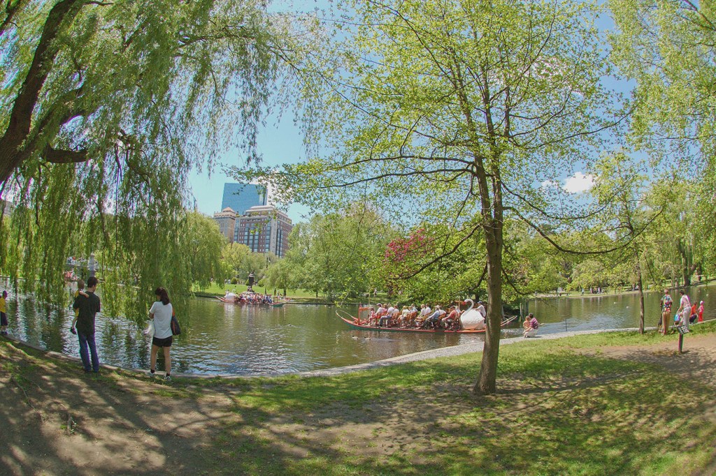 Boston Swan Boats