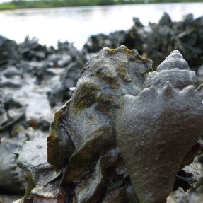 conch snail on an oyster reef in Florida estuary