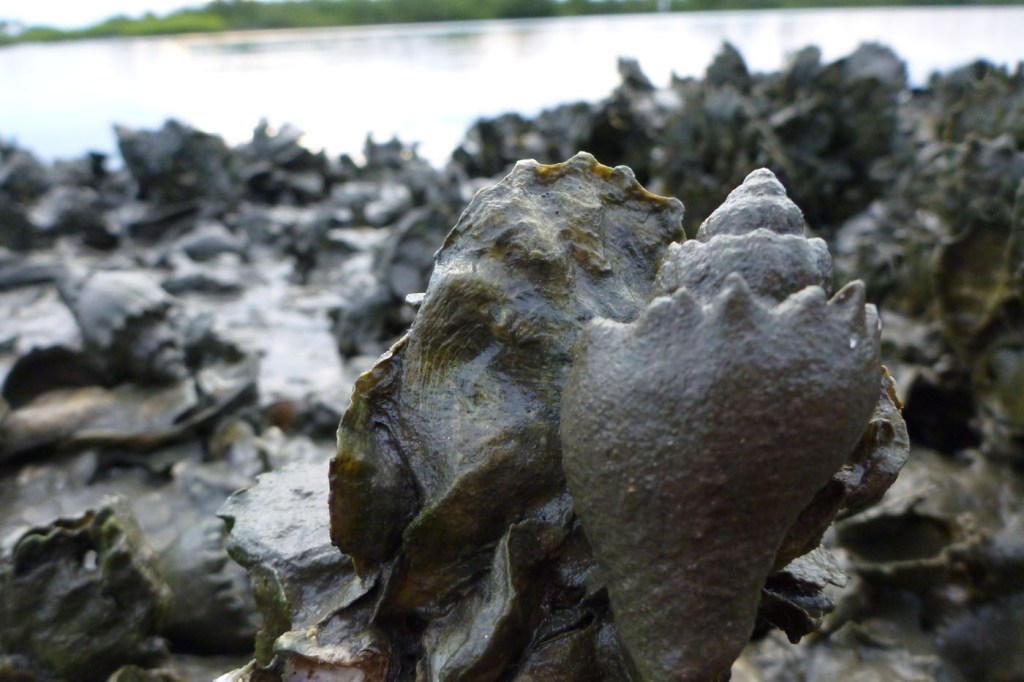 conch snail on an oyster reef in Florida estuary