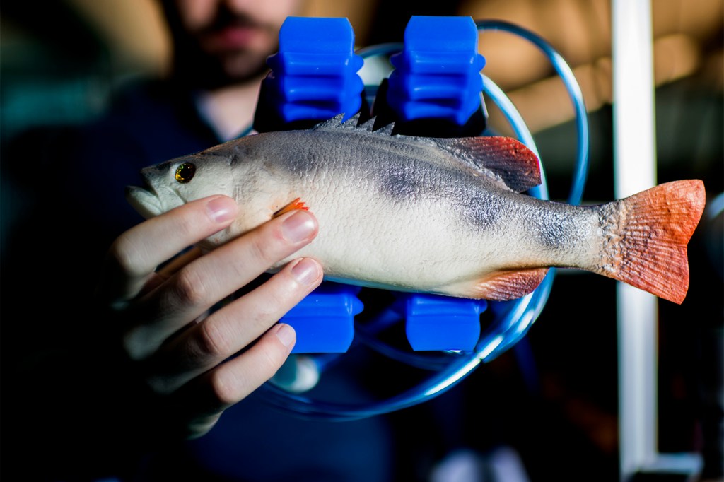 A soft gripper attachment holds a fake fish in Taşkın Padır's lab in the Interdisciplinary Science and Engineering Complex. Photo by Matthew Modoono/Northeastern University