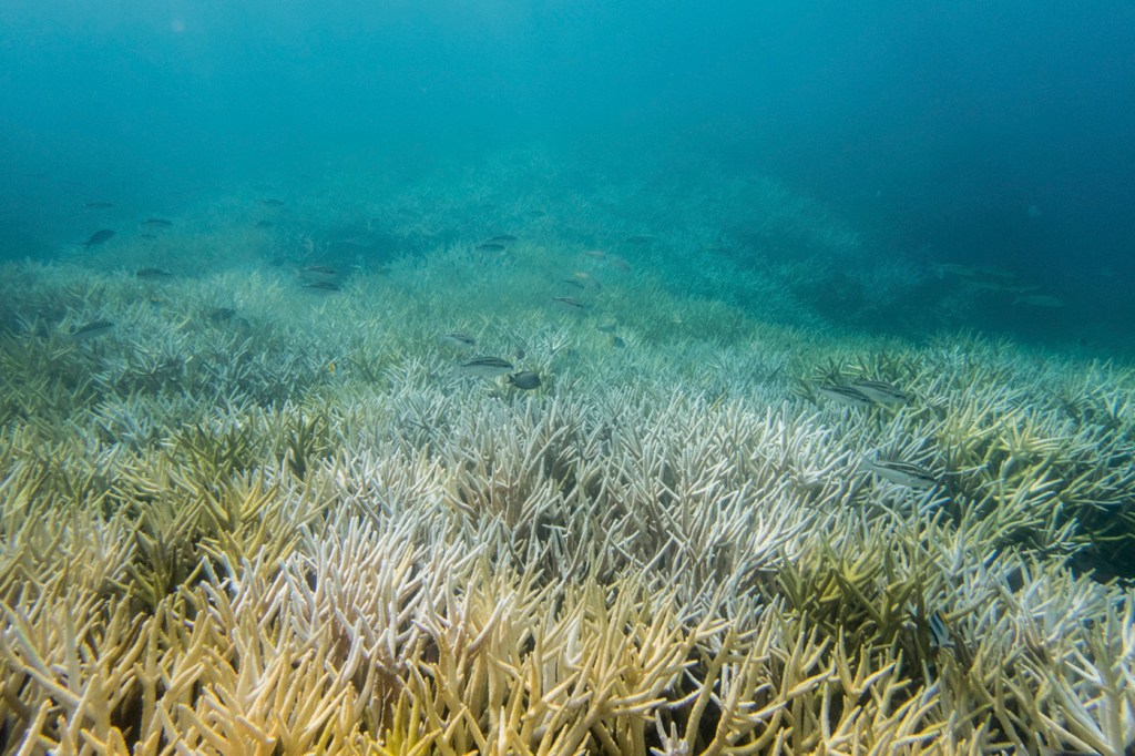 Photo of coral reef