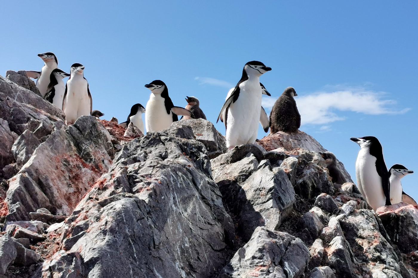 Penguins are starving as Antarctica gets warmer. Drones are counting the losses.