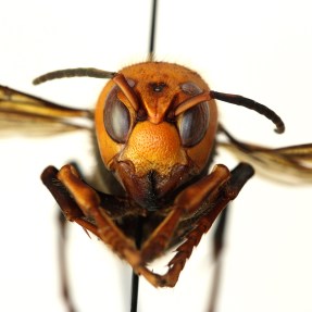 Picture of the Asian giant hornet