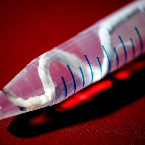 Photo of a shipworm