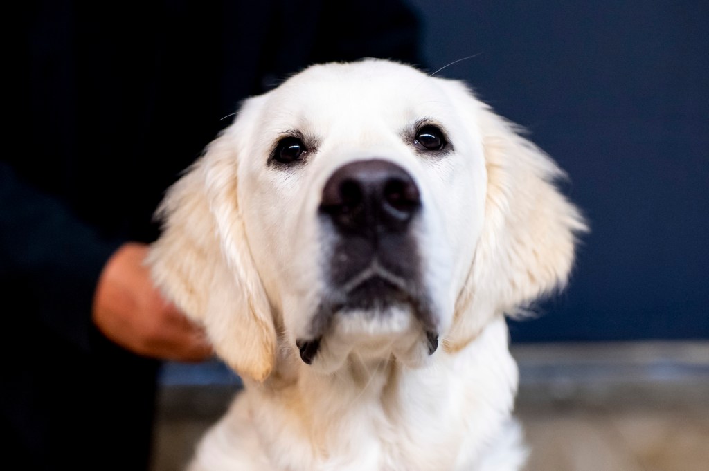 A golden retriever puppy.