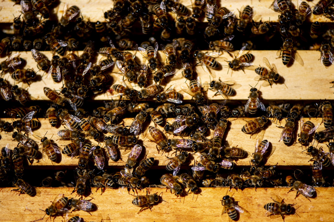 Bees swarm the many wooden frames in the beehive