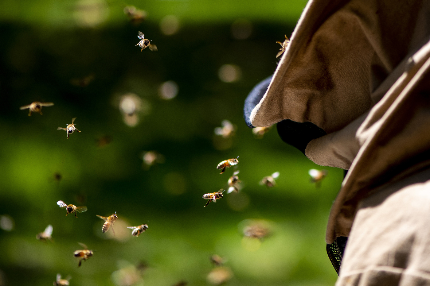 A close up of bees hovering