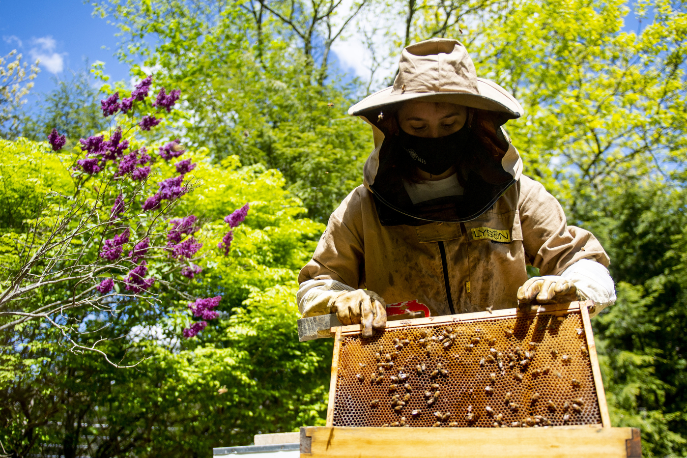 A beekeeper checks a frame of a beehive