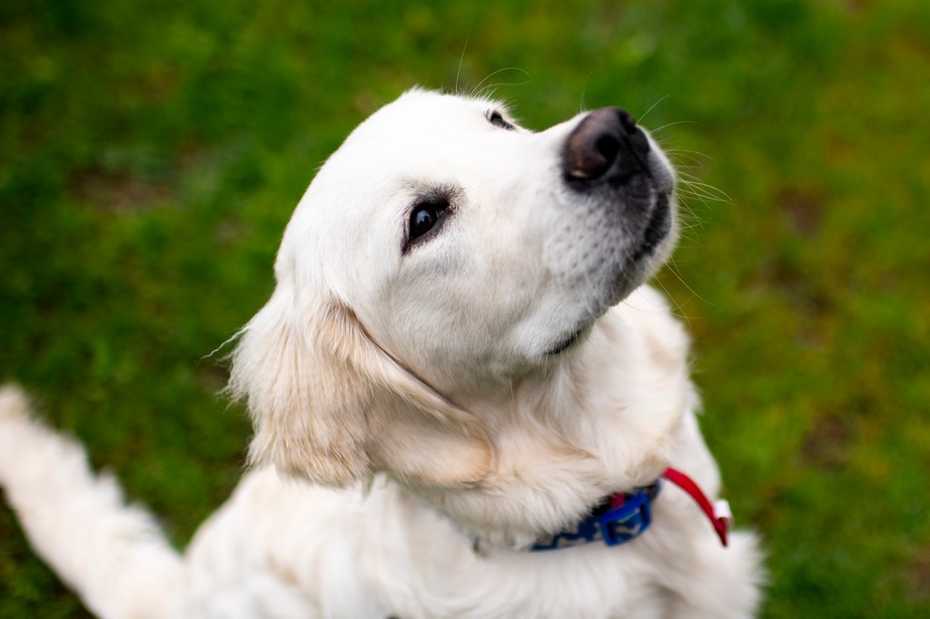 A golden retriever puppy.