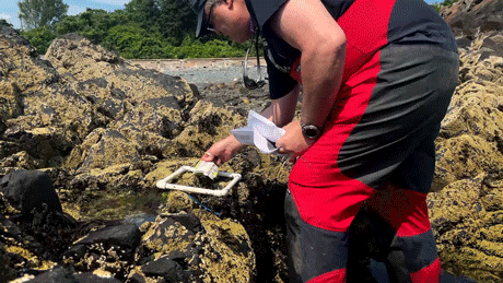 Helmuth snaps close-up photos of specific sections at his study sites at regular intervals to track what creatures live (and die) there as heat waves intensify. Video by Cameron Sleeper/Northeastern University