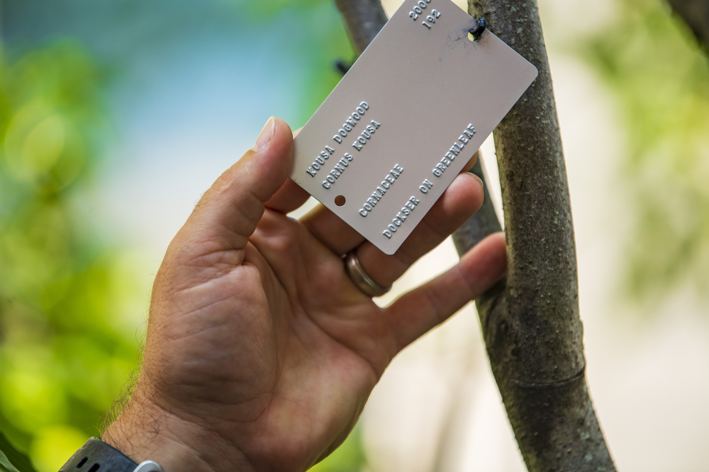 hand holding a metal tree tag in northeastern arboretum