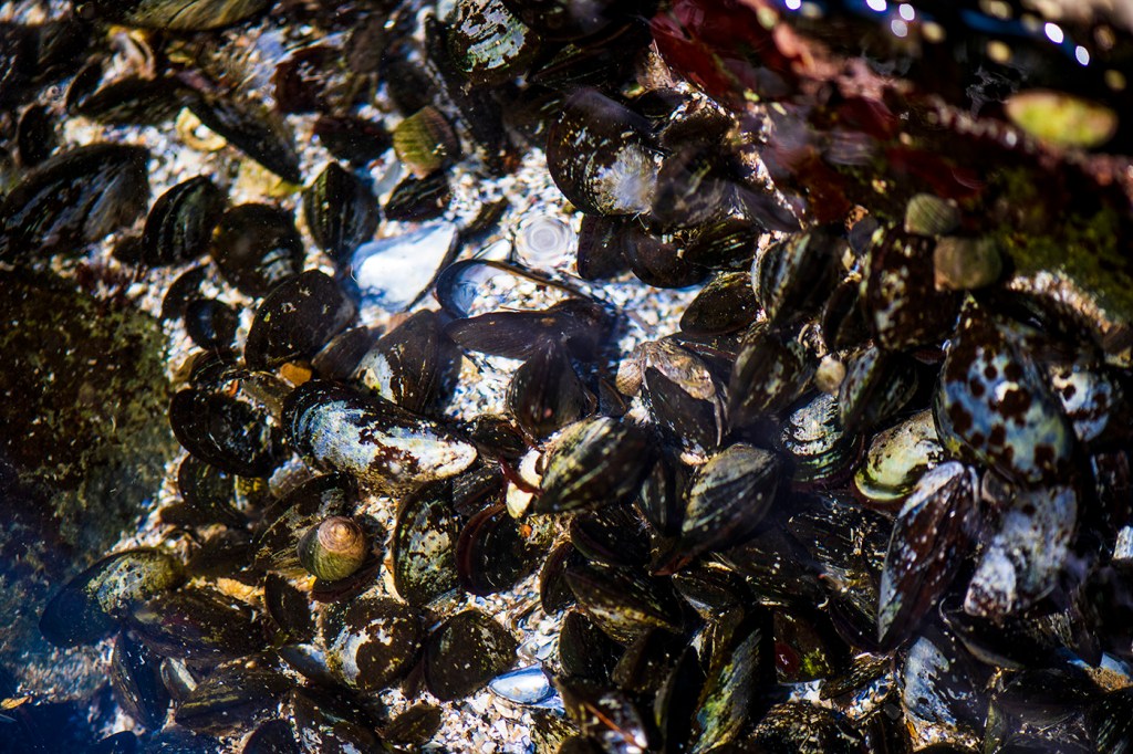 mussel bed