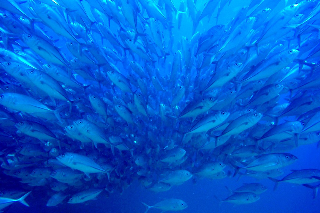 school of amberjack fish