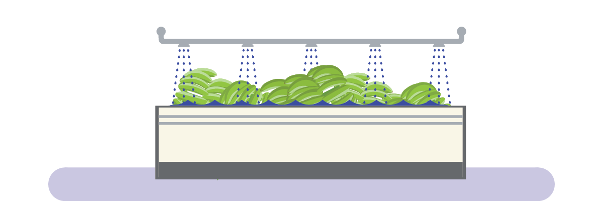 Harvested banana bunches being washed for shipping. Illustration by Xristopher Anderton.