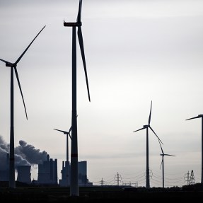 field of windmills