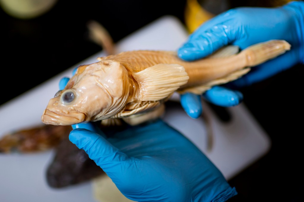 blue gloved hands holding a dead fish body