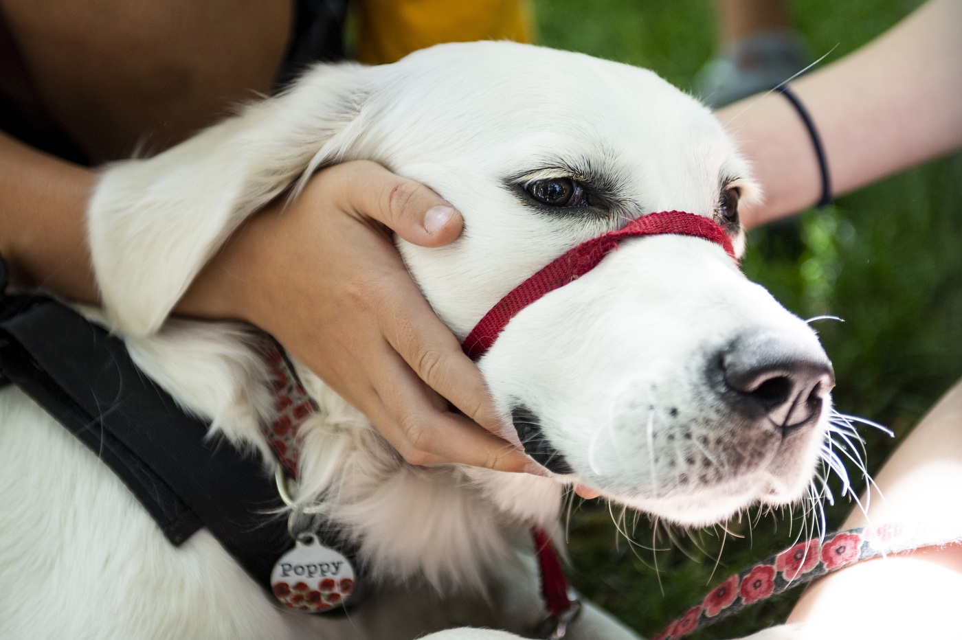 Petting Poppy the dog