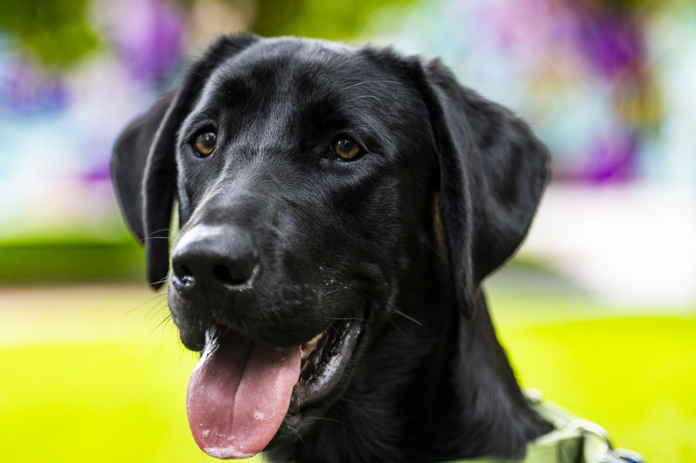black dog