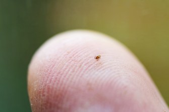 A closeup of a very tiny tick (about the size of a pencil tip) on a finger