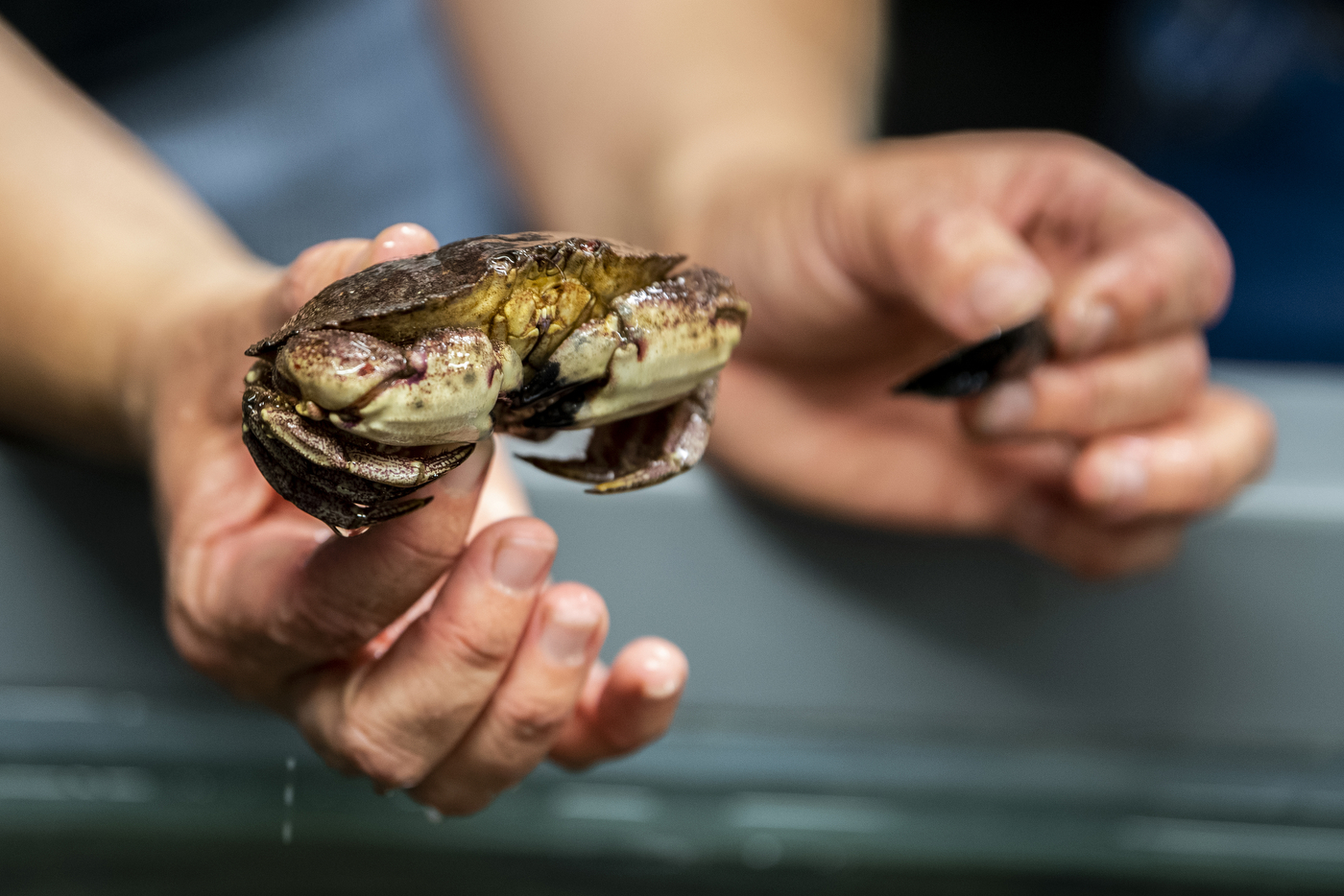 A small hand holds a crab from the back