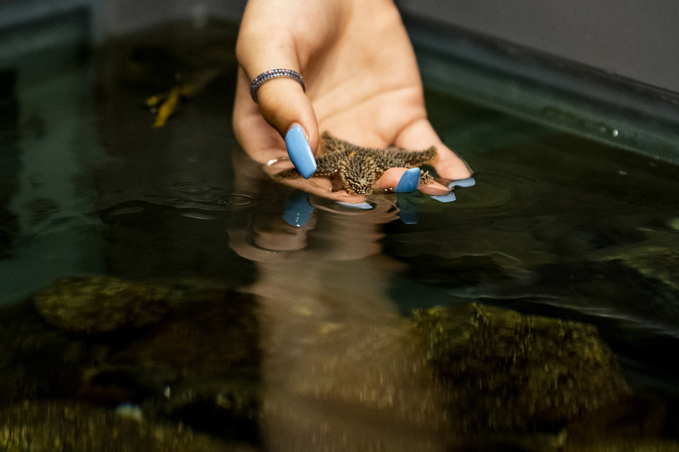 A hand with blue fingernails holds a small starfish above the water