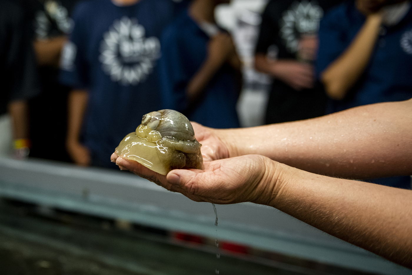 Holding a creature with a swirled shell in both hands