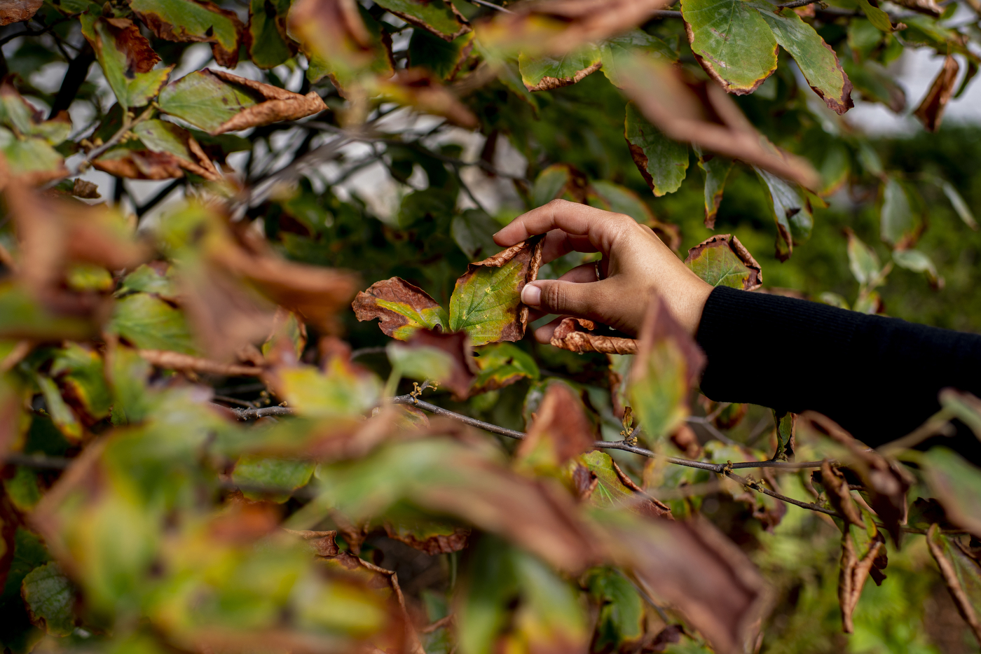 Leaves that are turning brown at the edges and curling up are shown close up. 