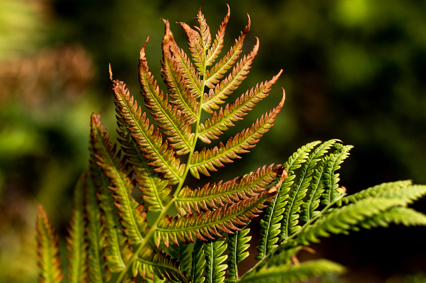 A green plant that is turning brown around the edges is shown at close range.