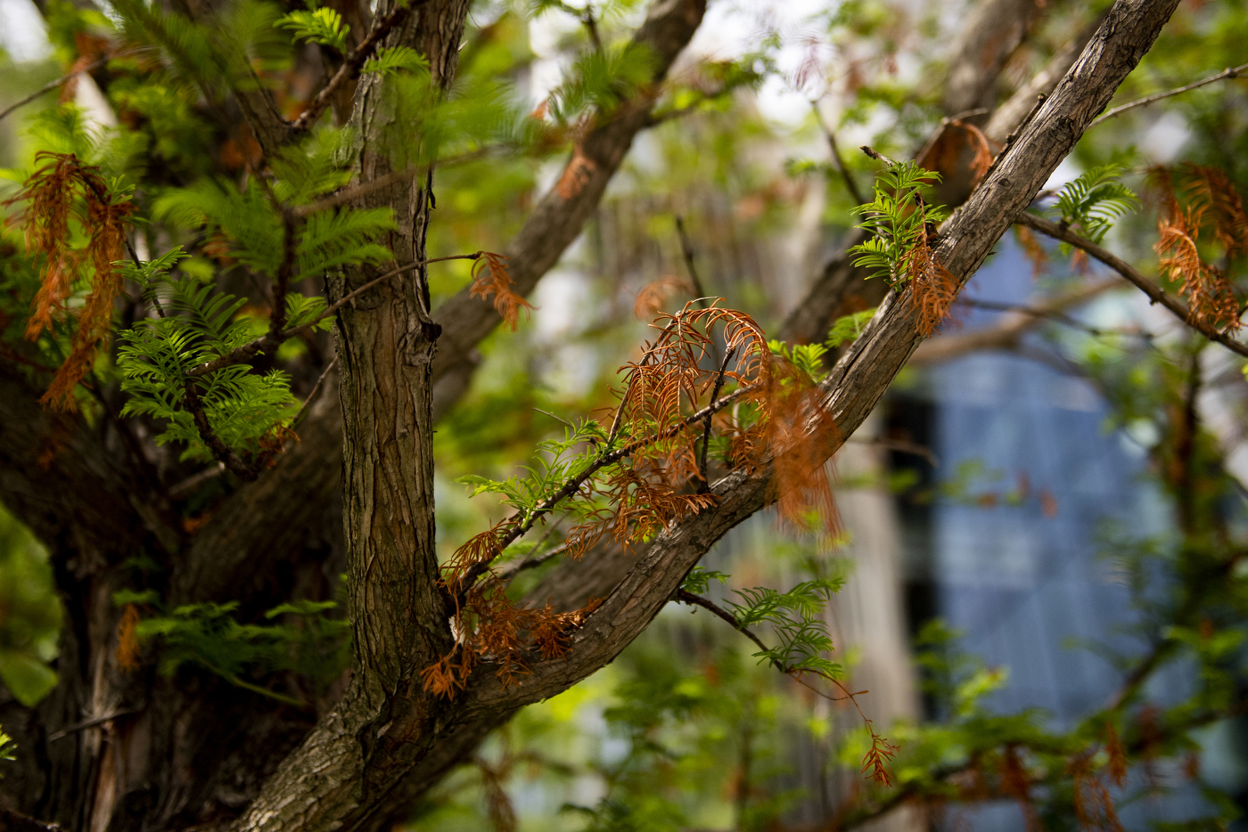 The browning leaves of a tree are shown close up against its branches.