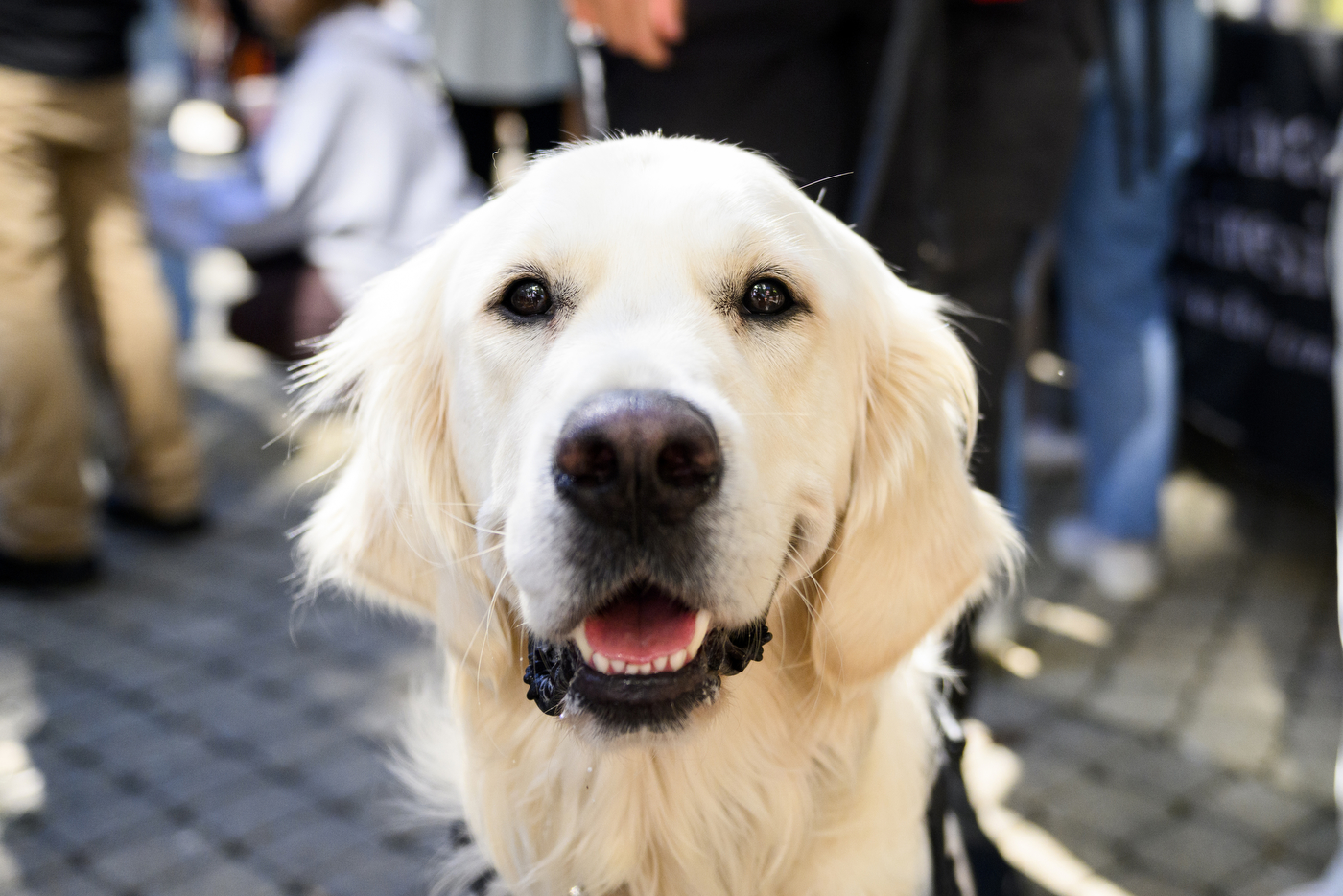 A white service dog with black eyes is surrounded by people. 