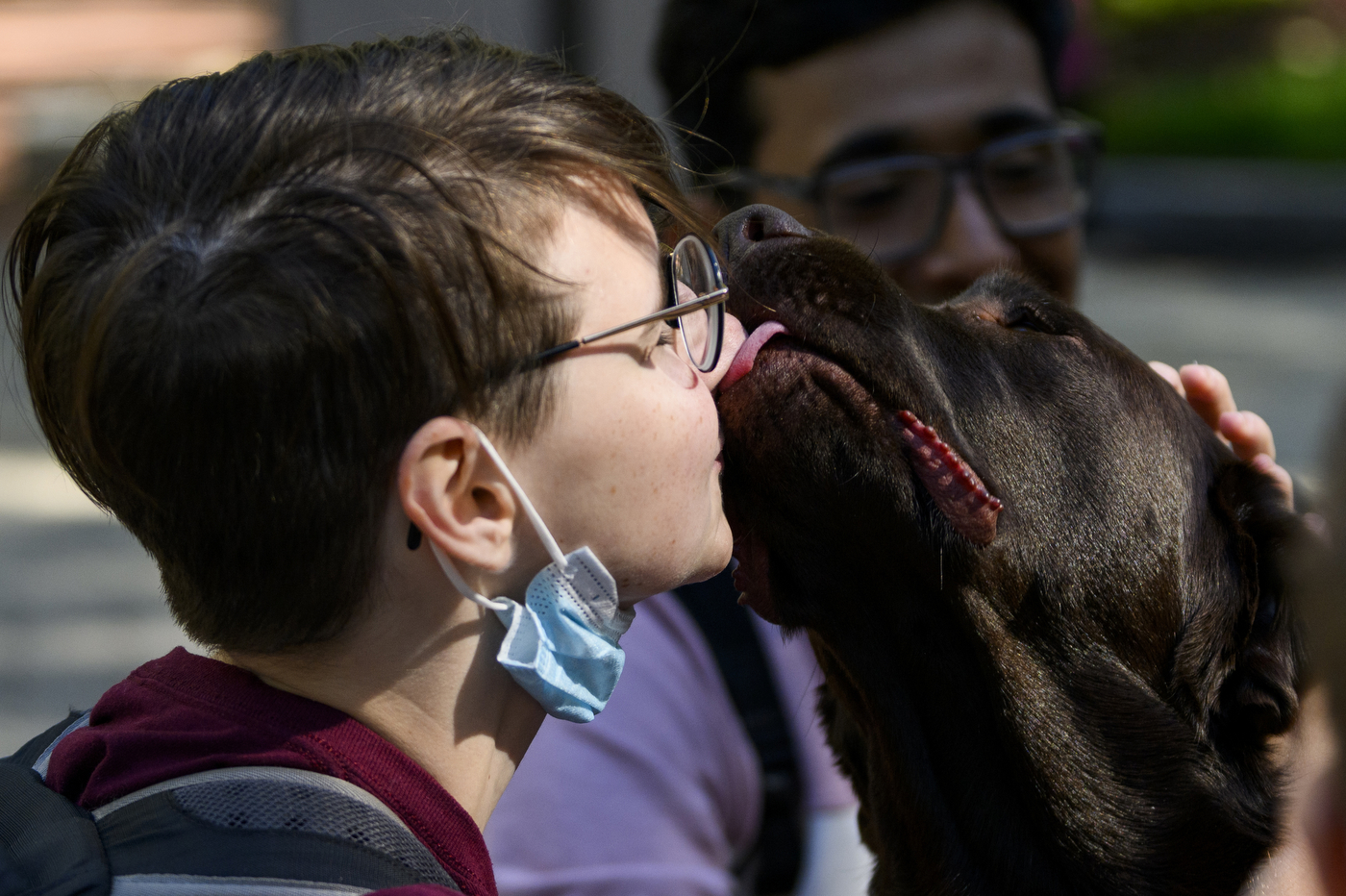 A person is petting a brown dog.