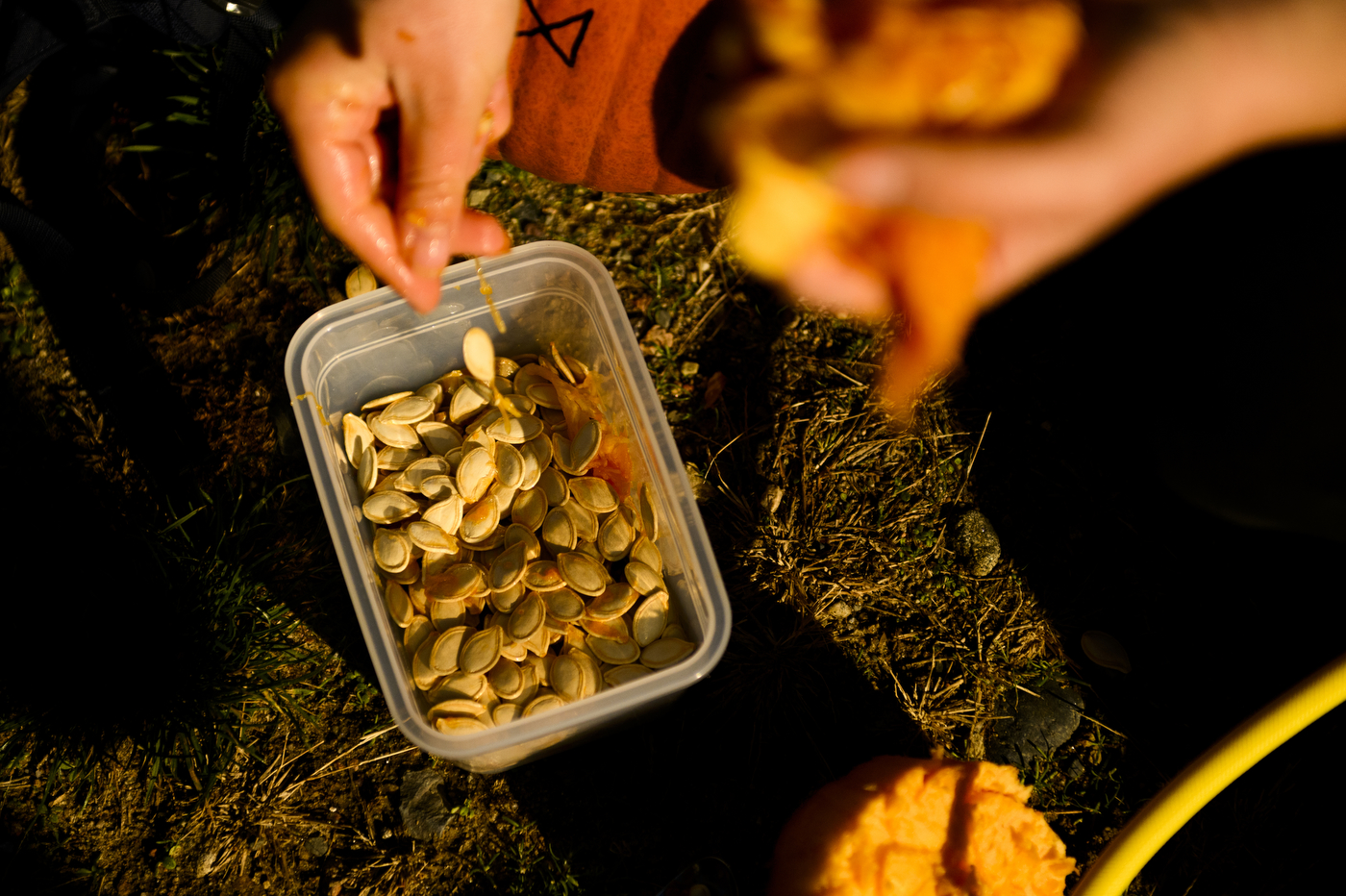 pumpkin seeds in a tupperware