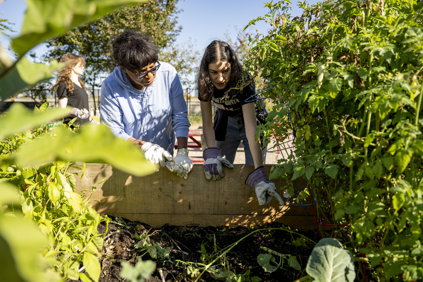 students working in a garden