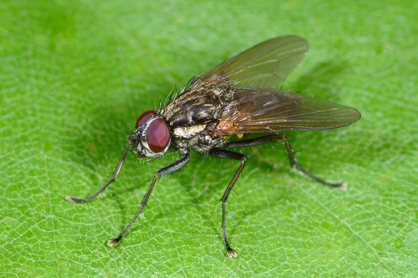 close up of fly on green background