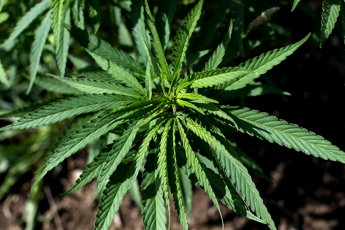 A close up view of a hemp plant