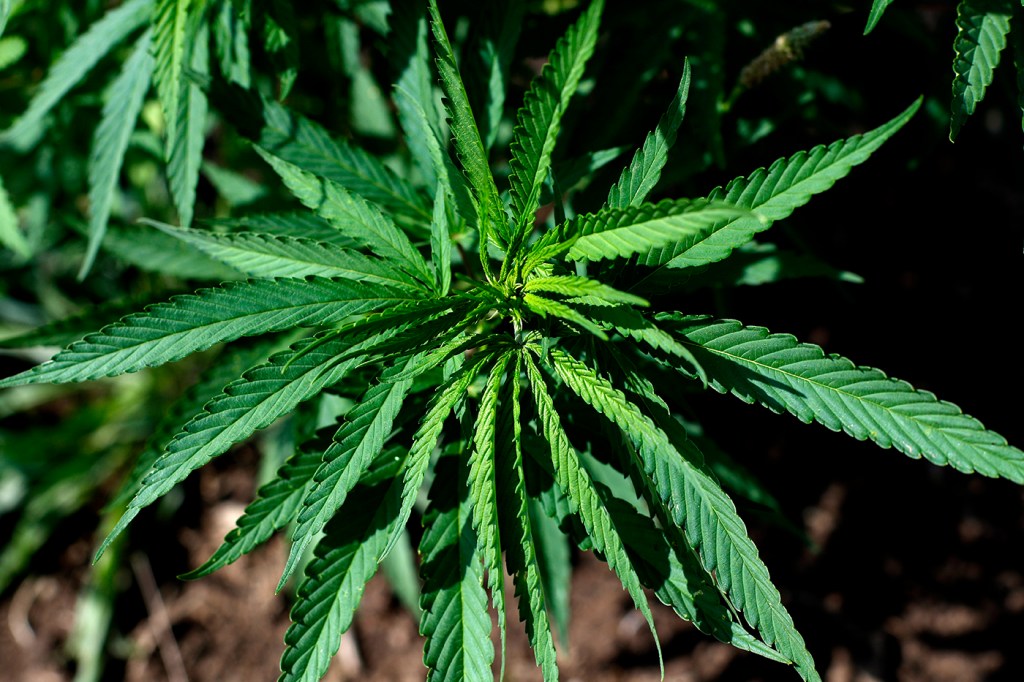 A close up view of a hemp plant