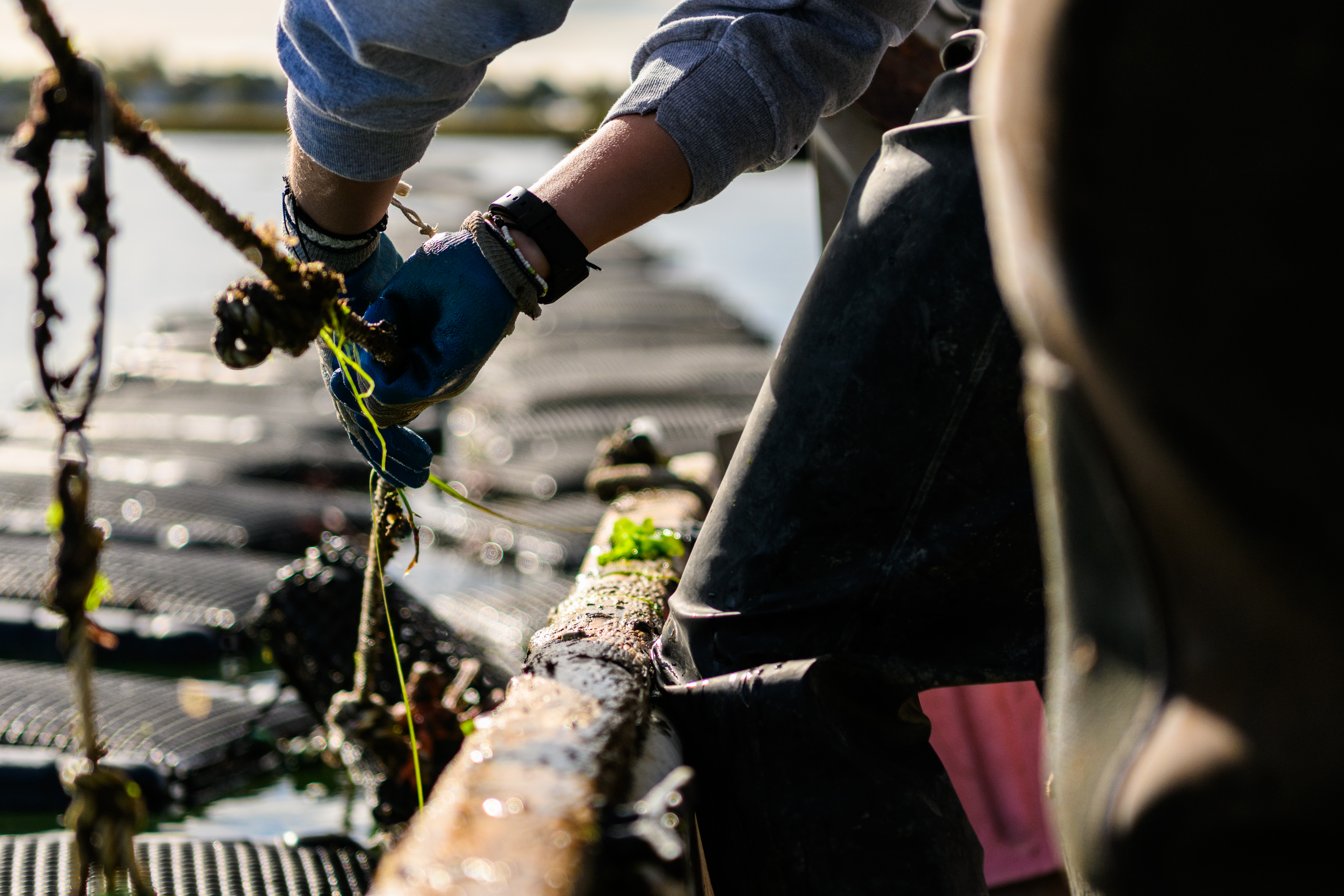 Hands grasping a rope with the oyster farm in the background.