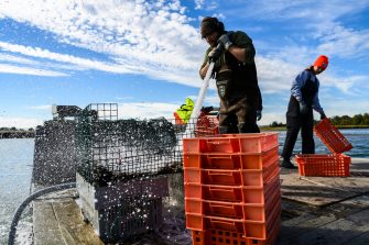 Man powerwashing a crate of oysters.