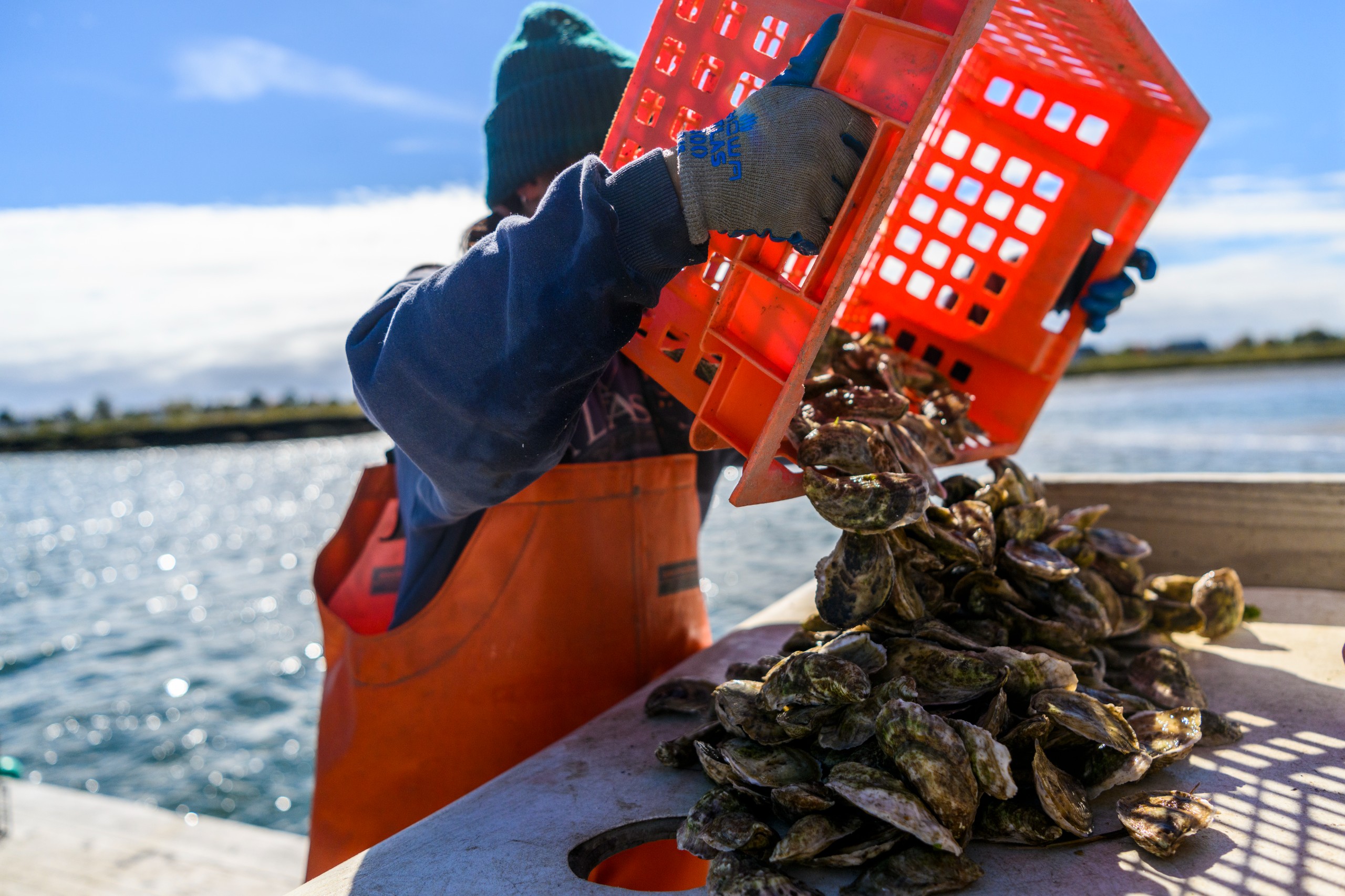 A person dumps out a crate of oysters onto a table.