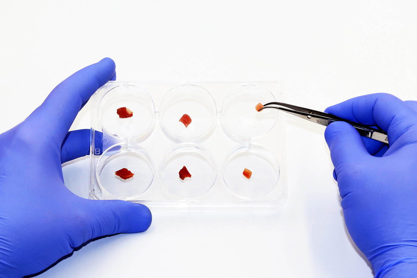 A scientist putting small pieces of meat in petri dishes