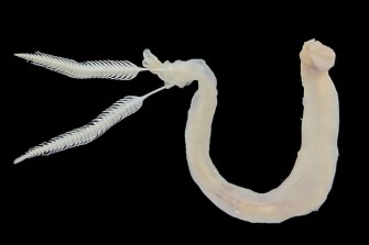 shipworm on a black background