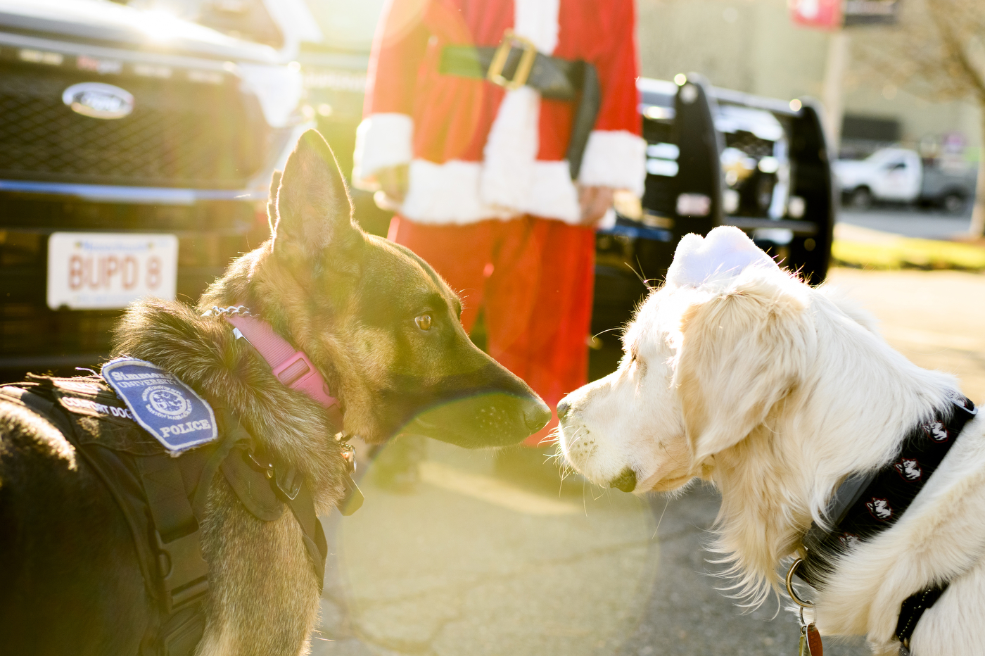 two dogs sniffing each others noses