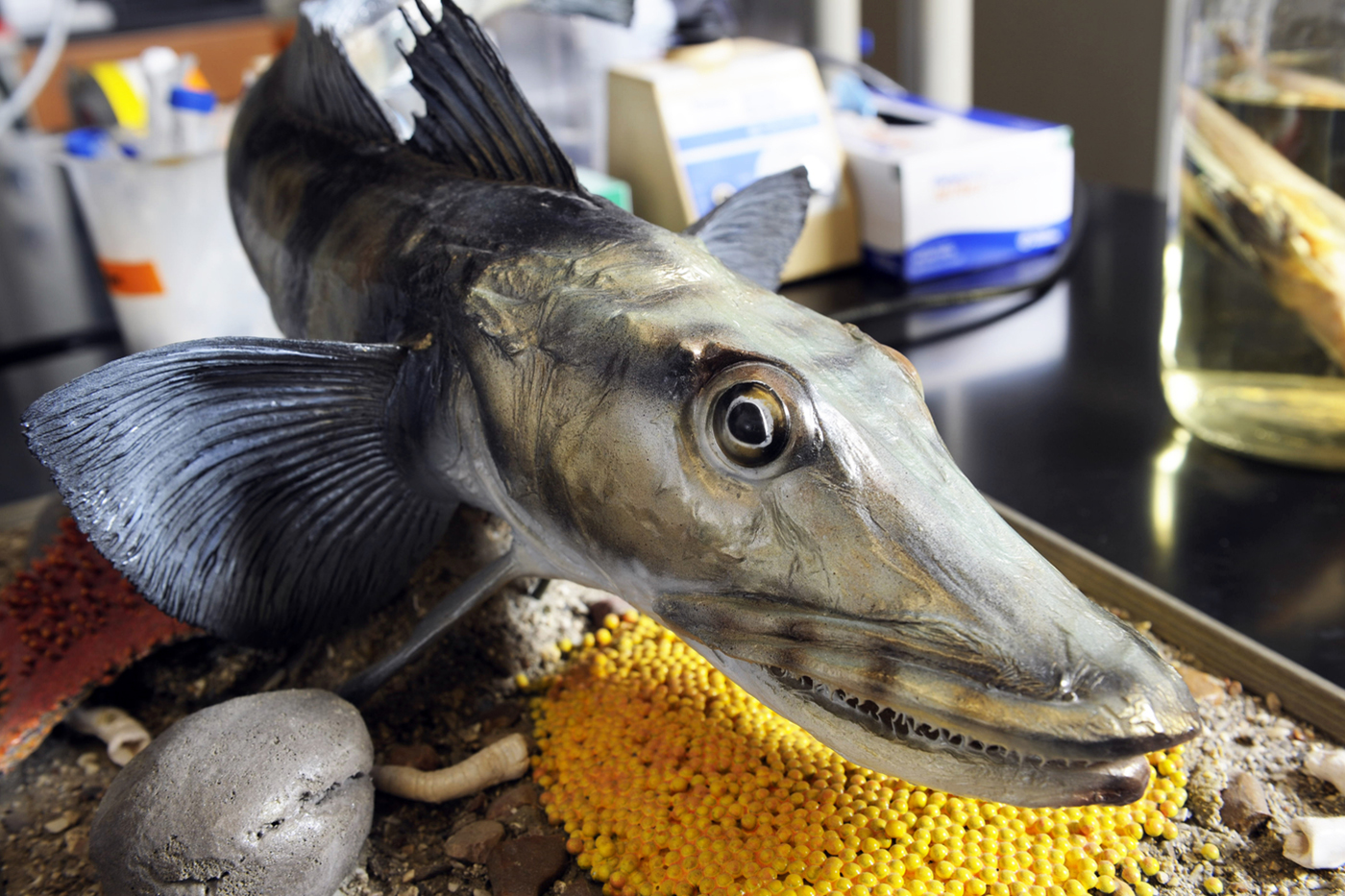 model of a antarctica fish