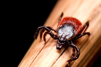 female deer tick