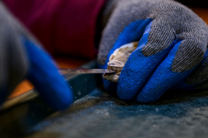 person dissecting a mussel