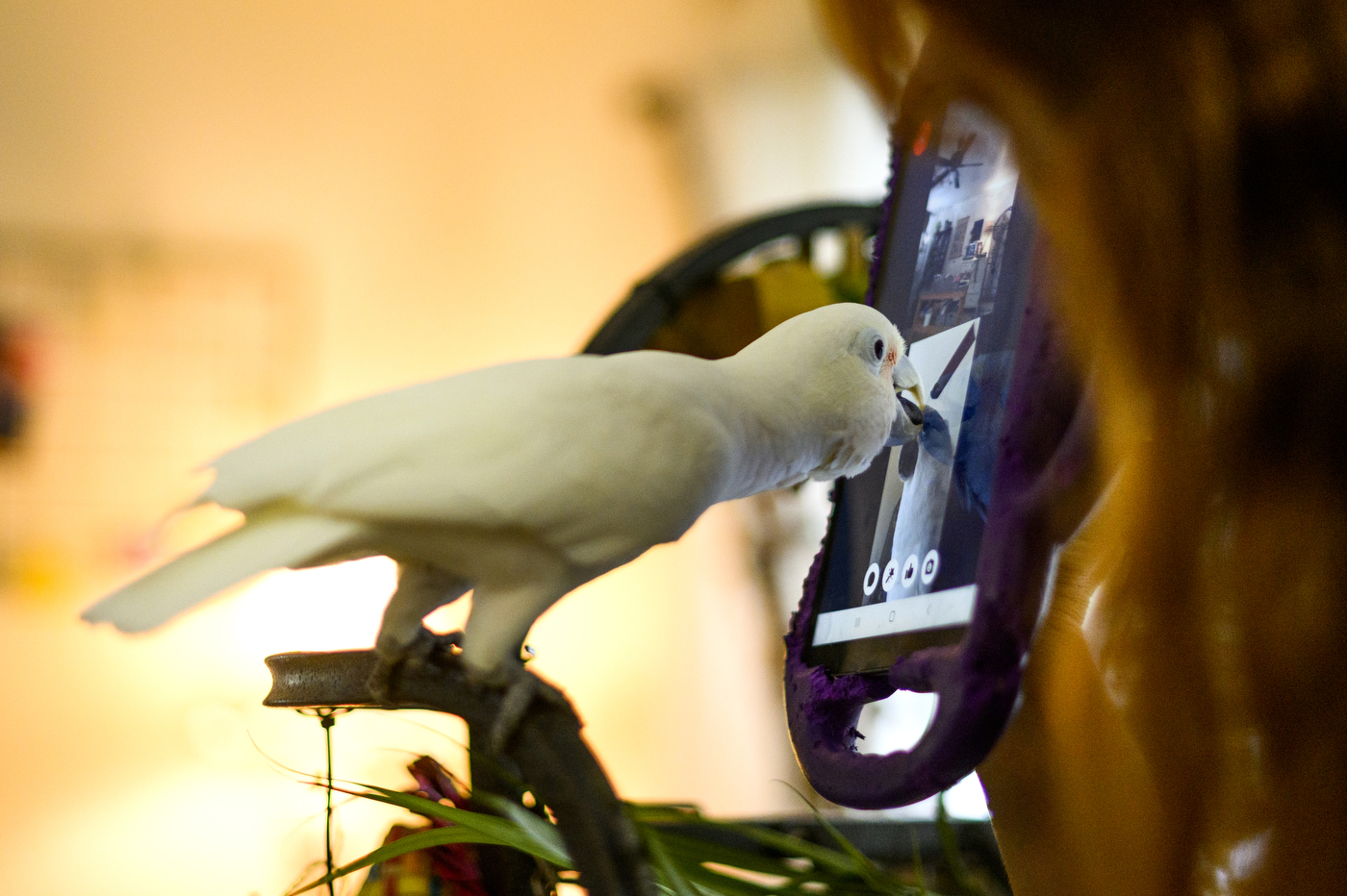 A white parrot uses an iPad to video call another parrot.