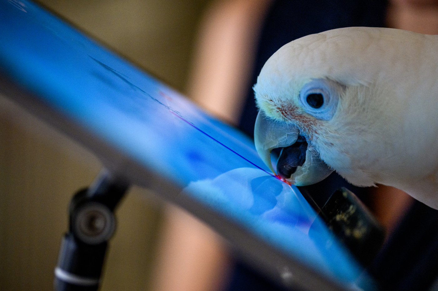 A white parrot uses an iPad to video call another parrot.