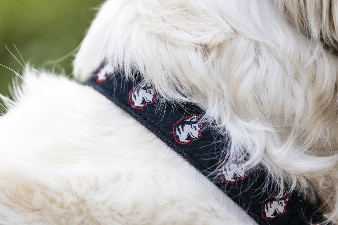 Cooper's Northeastern branded collar