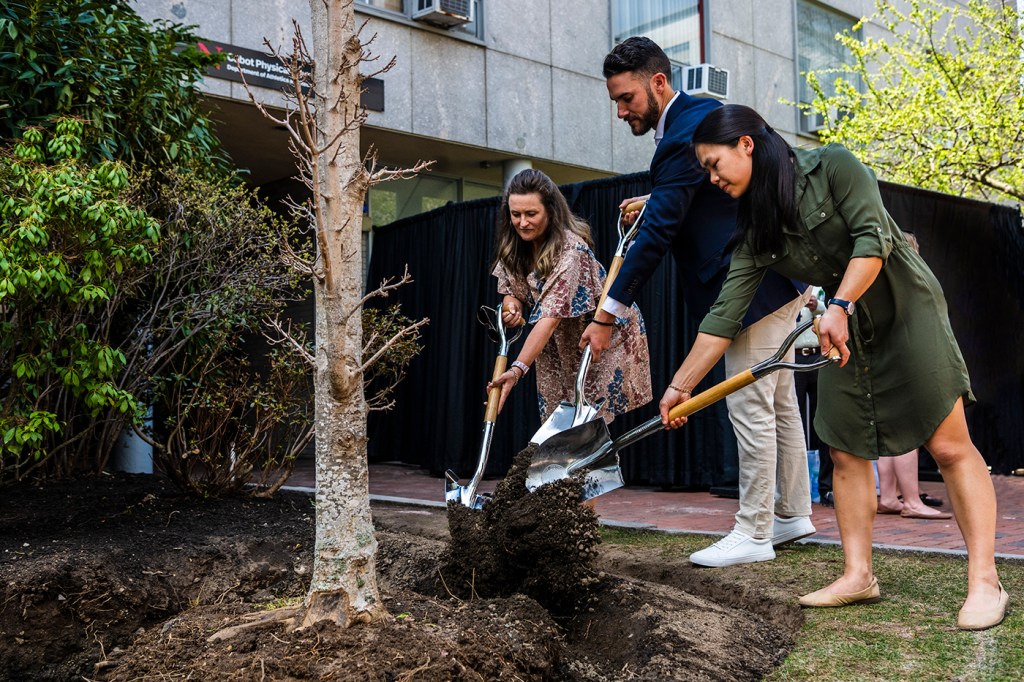 A tree is planted Friday near the entrance to Cabot Gymnasium. It is a Newton Sentry Sugar Maple, named for a city along the marathon route.