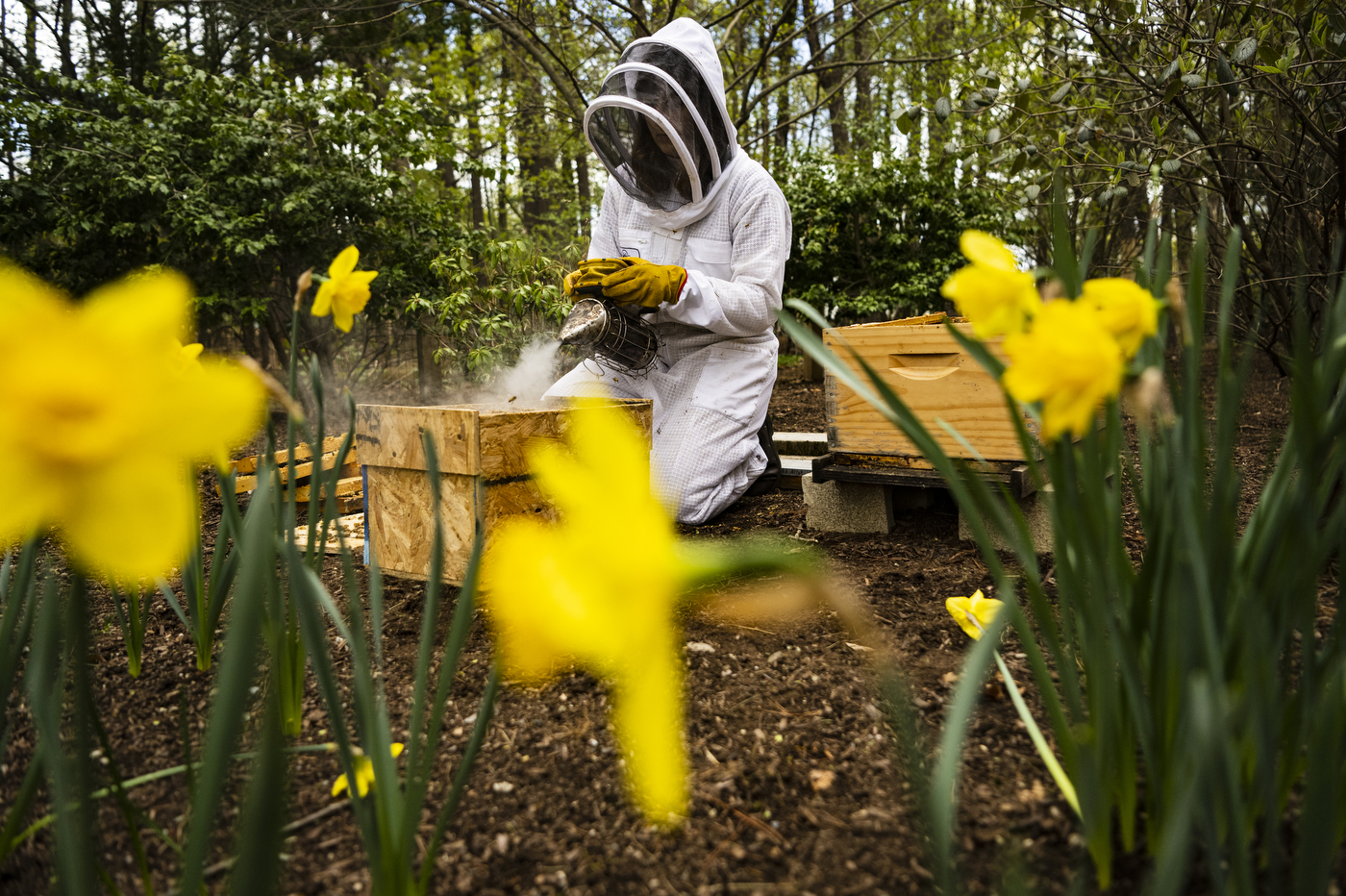 Katherine Antos sprays a wooden box containing bees.